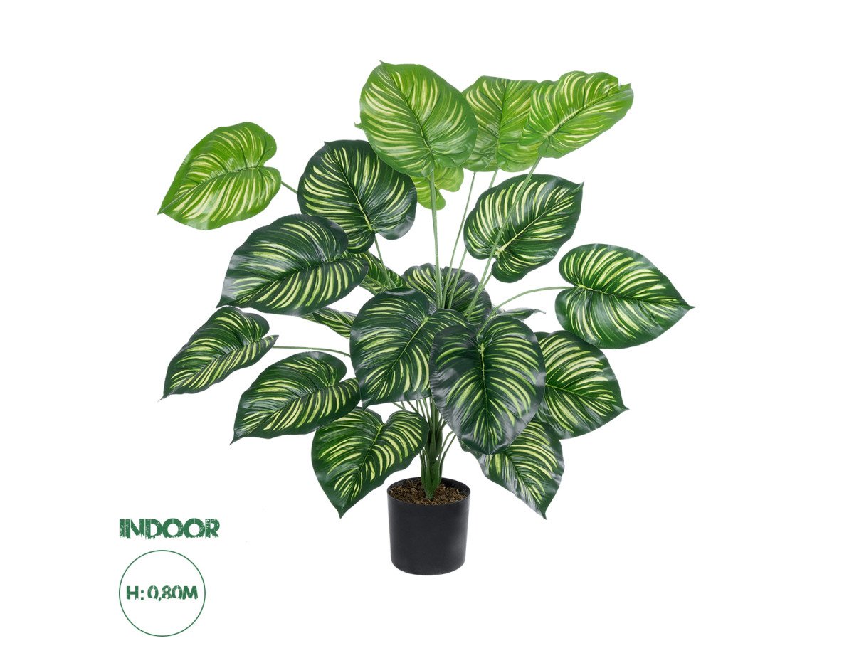 GloboStar® Artificial Garden CALATHEA PLANT 20922 Διακοσμητικό Φυτό Καλαθέα Φ70 x Υ80cm