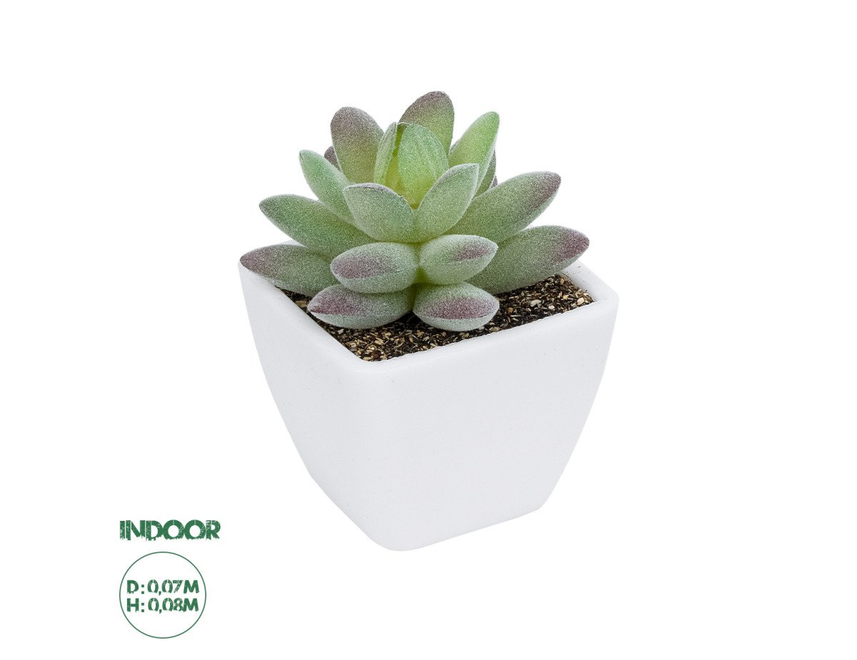 GloboStar® Artificial Garden  SUCCULENT SEDEVERIA POTTED PLANT 20975 Διακοσμητικό Φυτό Φοίνικα Σερενόα Φ7 x Υ8cm