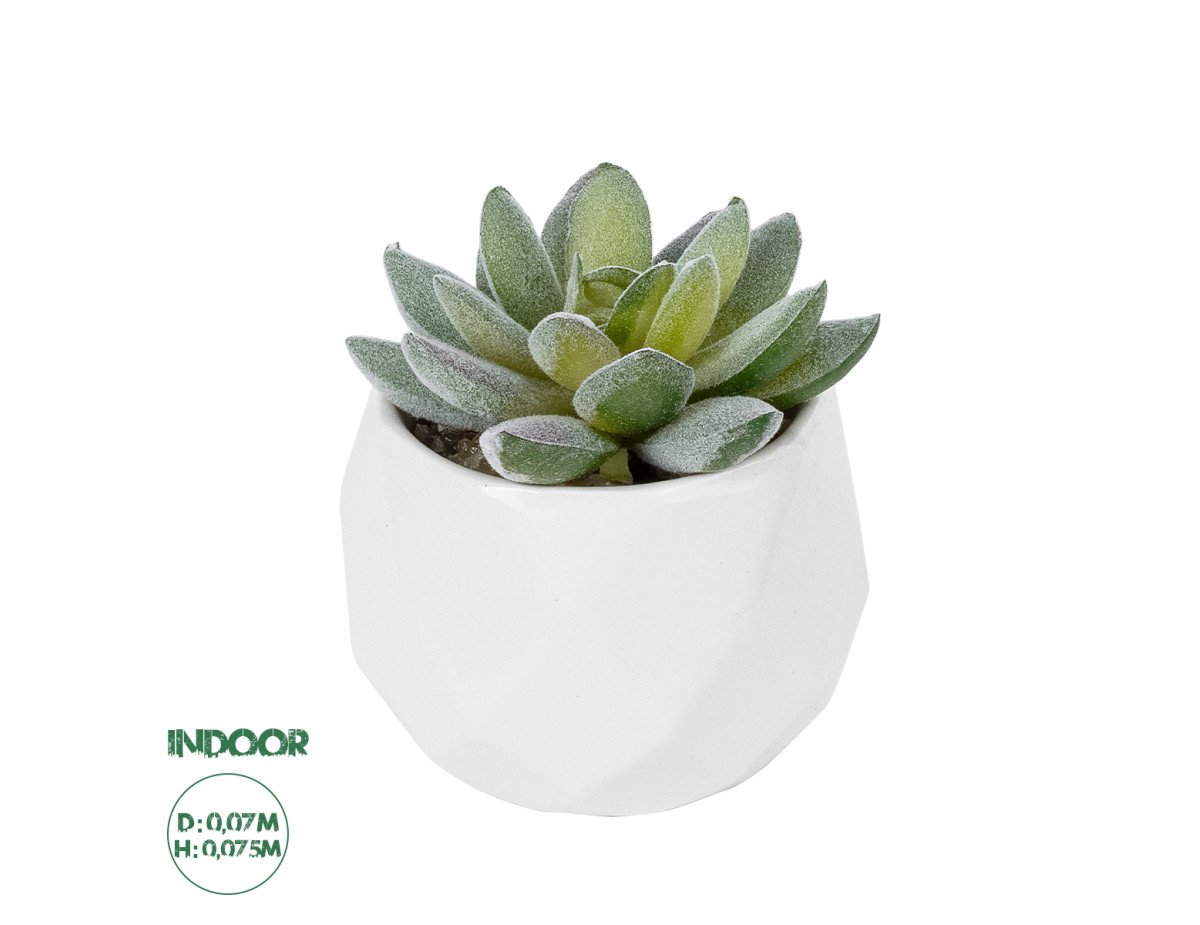 GloboStar® Artificial Garden SUCCULENT SEDEVERIA POTTED PLANT 20987 Διακοσμητικό Φυτό Σεδεβέρια Φ7 x Υ7,5cm