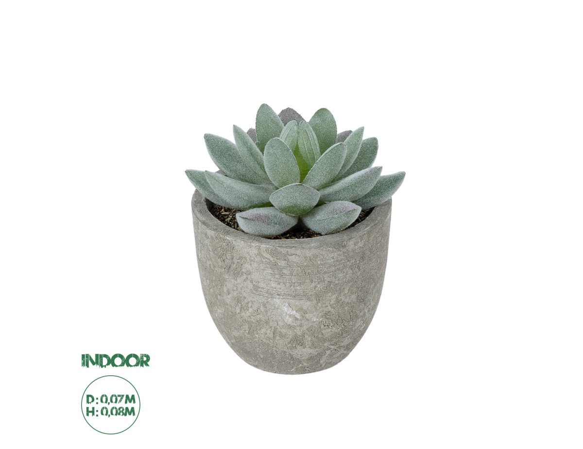 GloboStar® Artificial Garden SUCCULENT SEDEVERIA POTTED PLANT 21016 Διακοσμητικό Φυτό Σεδεβέρια  Φ7 x Υ8cm