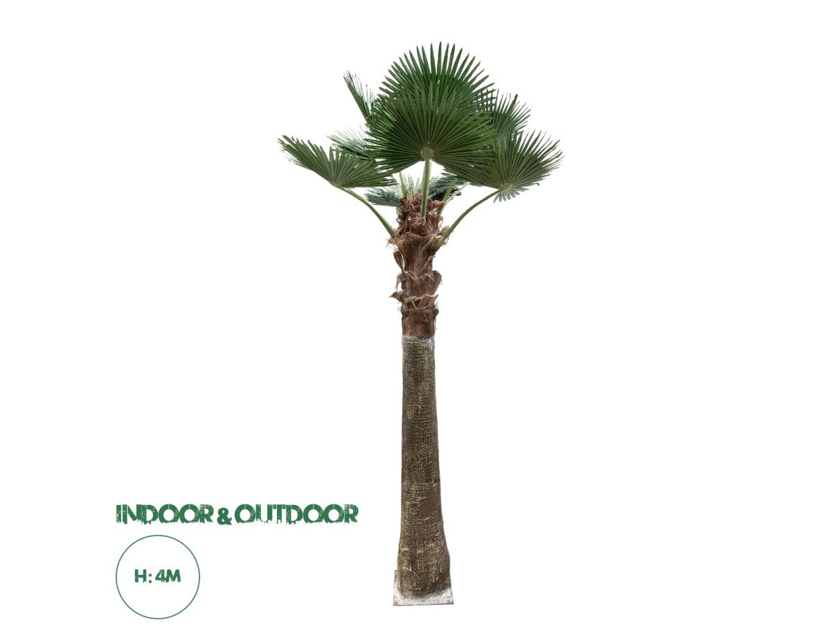 GloboStar® Artificial Garden PLANT PALM TREE 21055 Διακοσμητικό Δέντρο Φοίνικα  Φ240 x Υ400cm