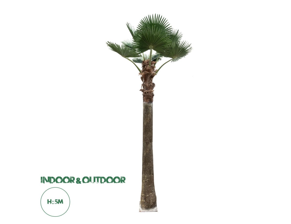 GloboStar® Artificial Garden PLANT PALM TREE 21056 Διακοσμητικό Δέντρο Φοίνικα  Φ240 x Υ500cm