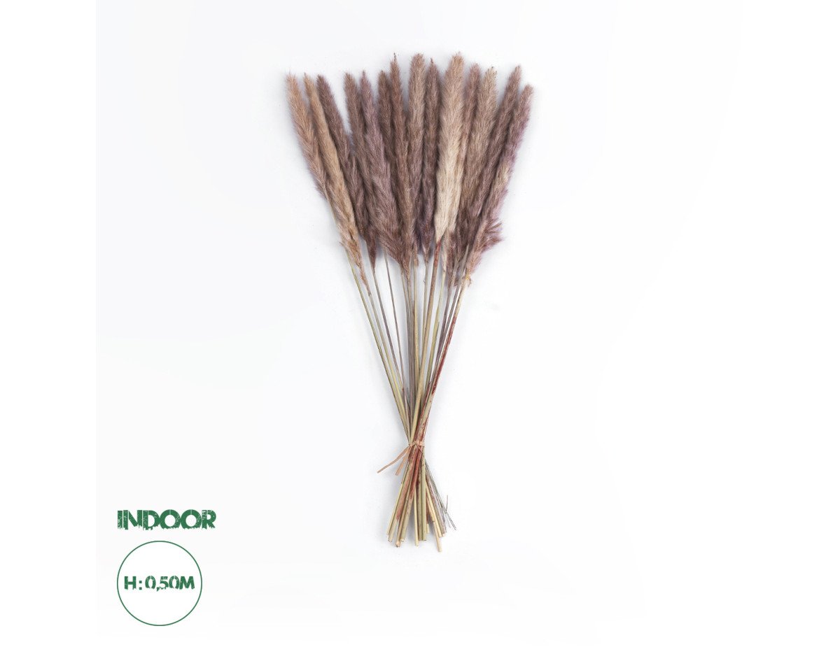 GloboStar® Artificial Garden REAL DRIED BROWN PAMPAS GRASS BUNCH 21215 Αποξηραμένο Διακοσμητικό Μπουκέτο Pampas Kάφε Y50cm