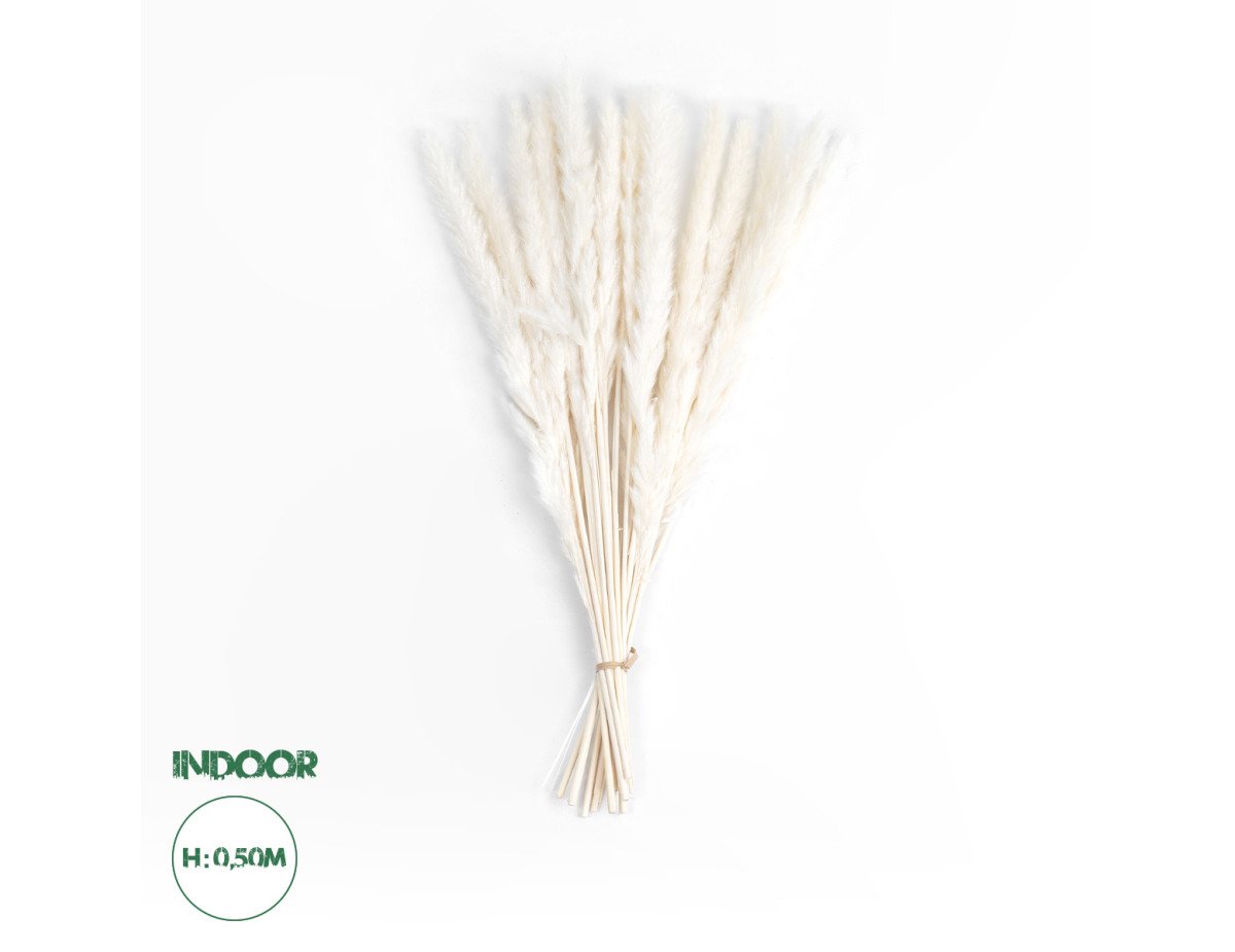 GloboStar® Artificial Garden REAL DRIED BEIGE PAMPAS GRASS BUNCH 21216 Αποξηραμένο Διακοσμητικό Μπουκέτο Pampas Μπέζ Y50cm